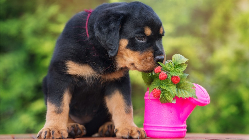 Ein Hund schnuppert an einem Zweig von einem Himbeerstrauch mit Früchten, der in einer kleinen Gießkanne steckt.