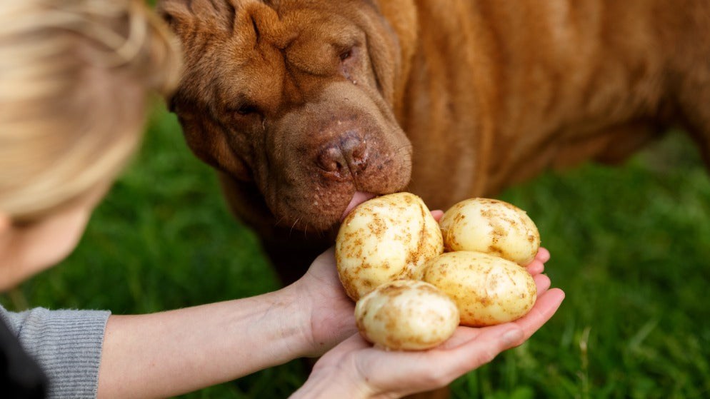 Einem Hund wird eine Hand voll Kartoffeln hingehalten, an denen er interessiert schnüffelt.