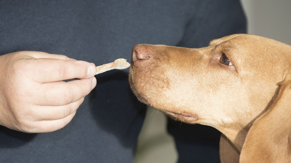 Ein Hund bekommt ein Hundeleckerli von seinem Besitzer als Belohnung.