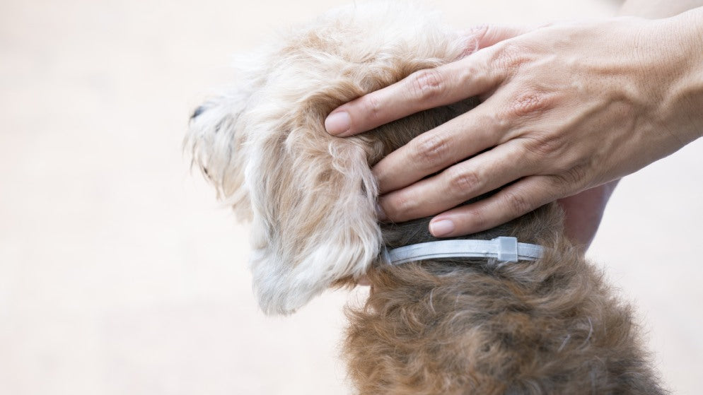 Ein Hund mit Zeckenhalsband wird am Kopf auf Zecken untersucht.
