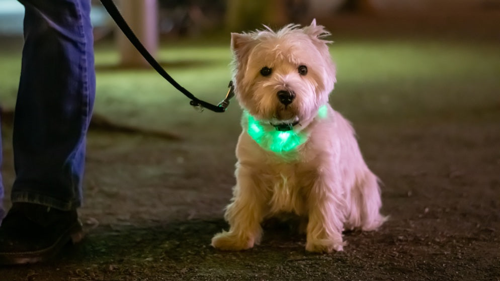 Ein Hund an der Leine trägt zum Schutz im Dunkeln ein Leuchthalsband für bessere Sichtbarkeit