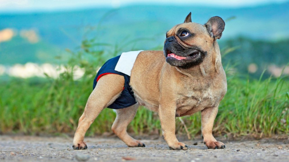 Hundewindeln - so helfen Sie Ihrem Hund bei Inkontinenz