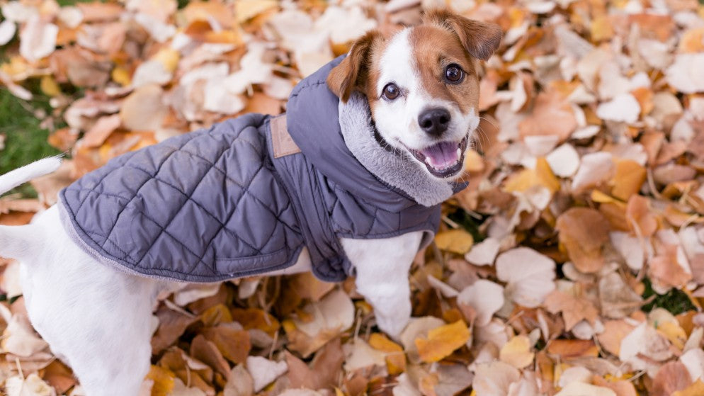 Ein fröhlich wirkender Hund trägt eine warme Hundjacke bei einem herbstlichen Spaziergang.