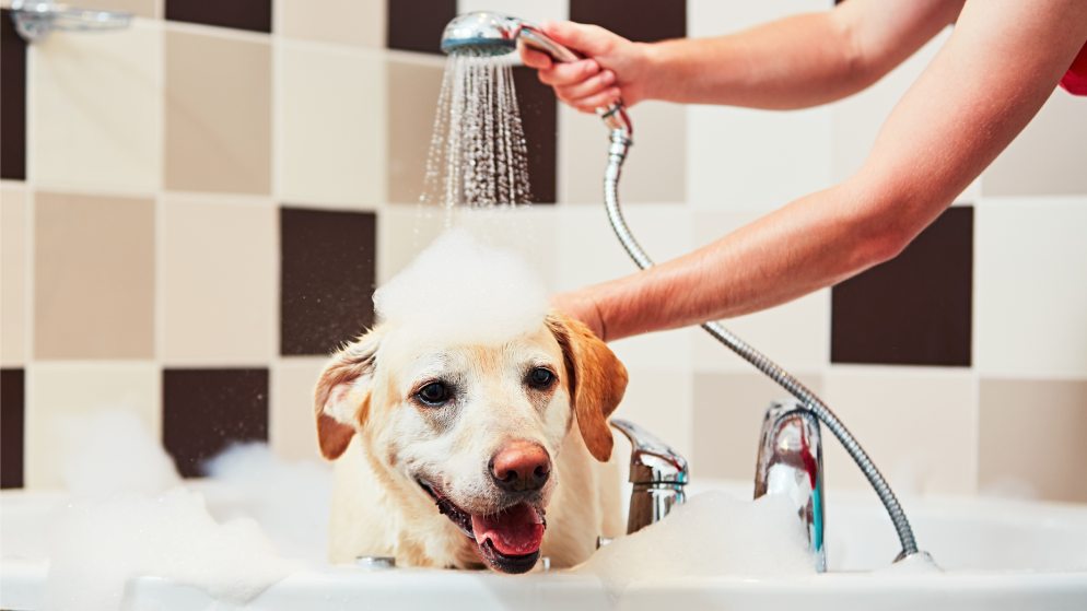 Ein Hund wird unter der Dusche mit Hundshampoo gereinigt.