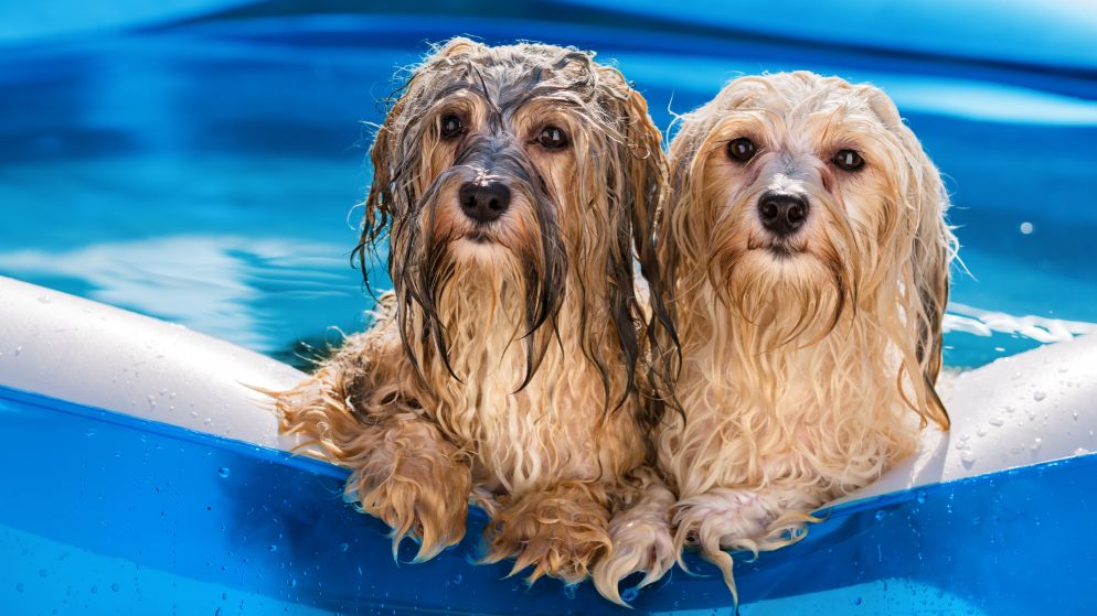 Zwei nasse Hunde schauen aus einem mit Wasser gefüllten Hundepool heraus.