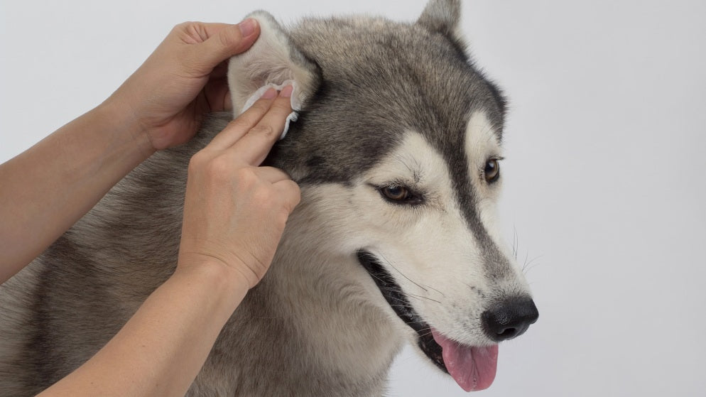 Wie Sie bei Ihrem Hund die Ohren reinigen