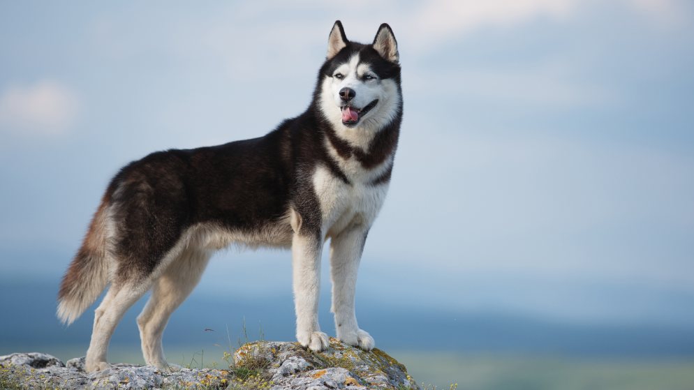 Ein Hund der Rasse Husky steht auf einem Felsvorsprung.