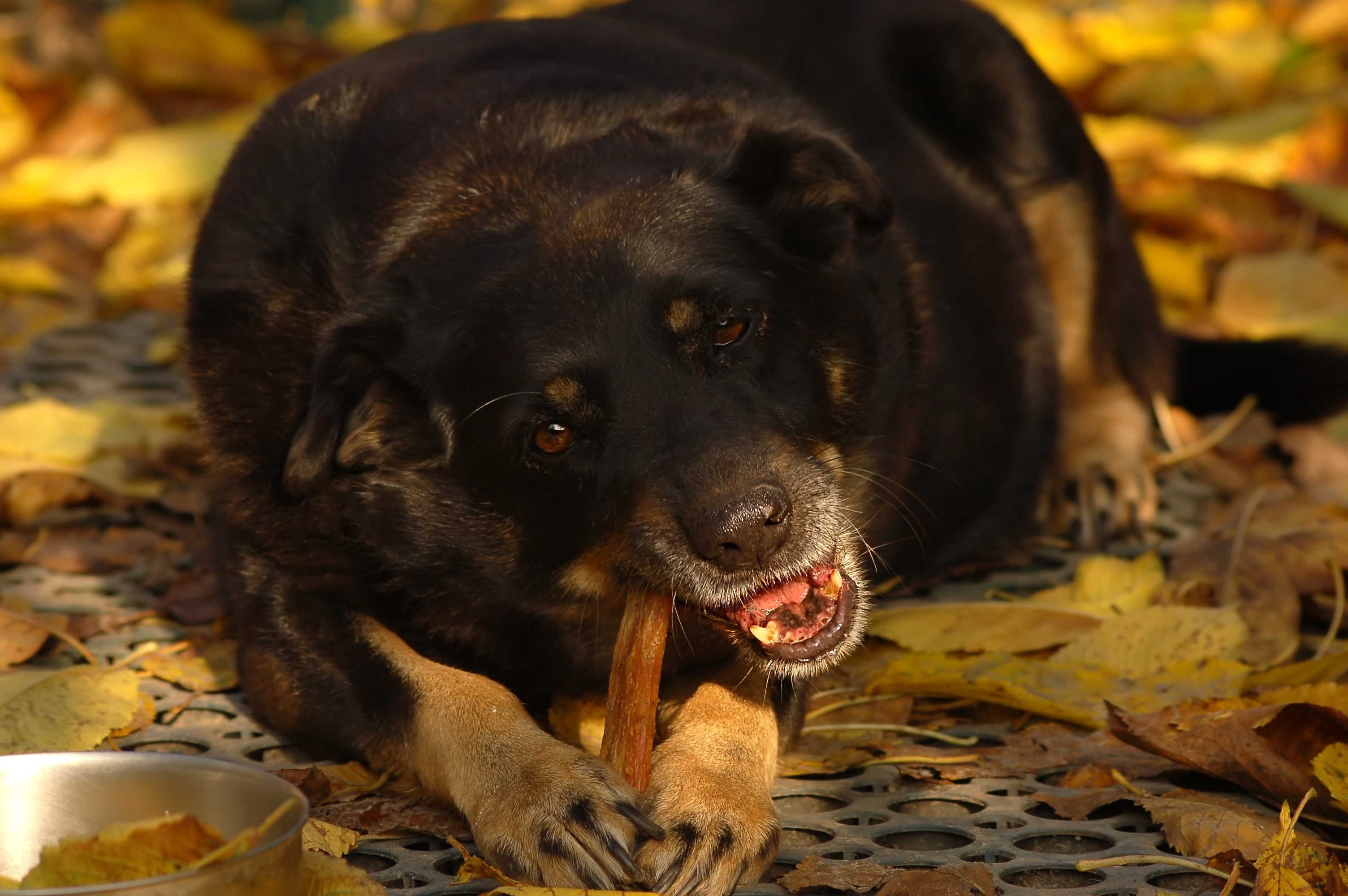 Übergewicht beim Hund – Gesundheitsrisiken