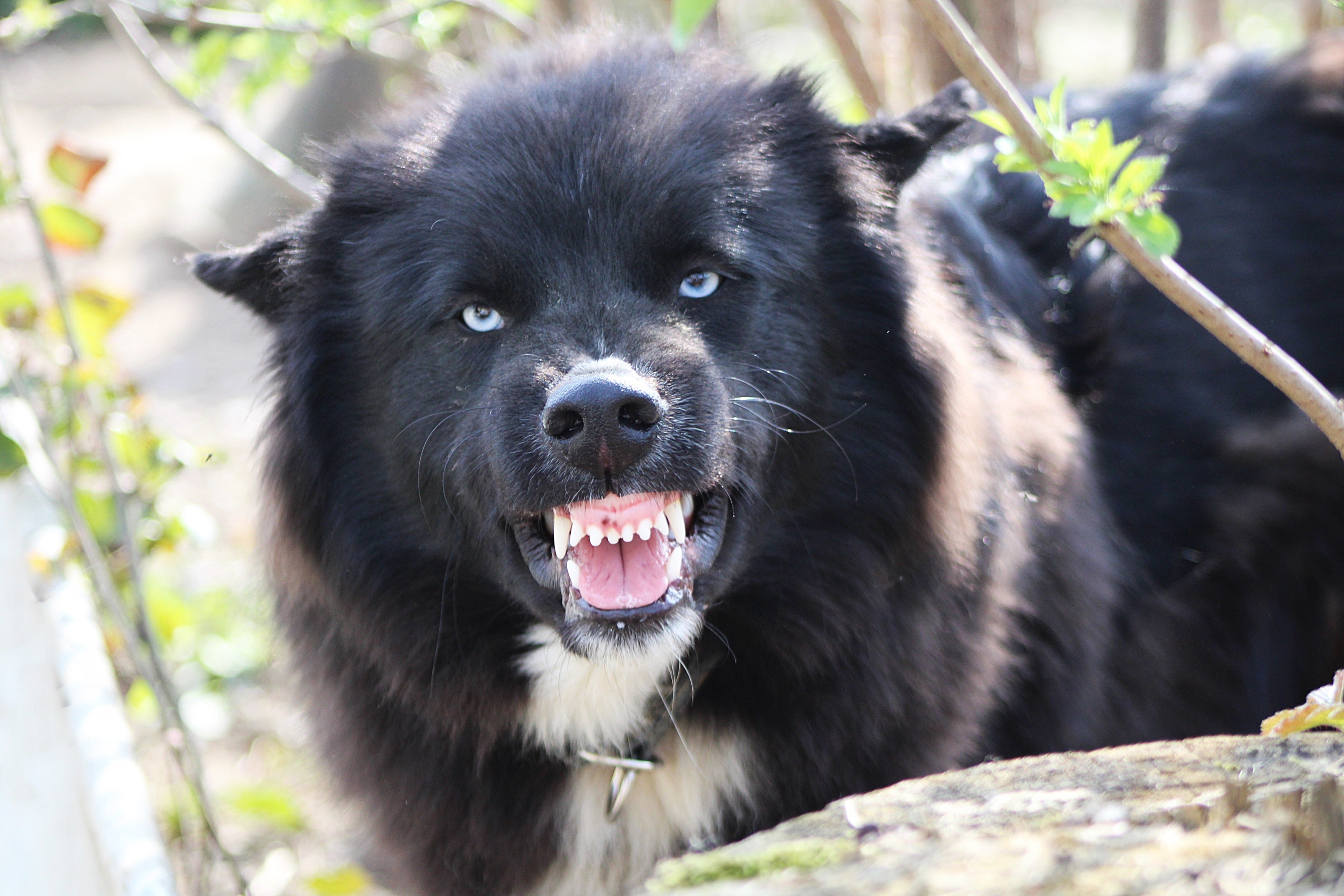 Aggression – Schmerz oder Angst?