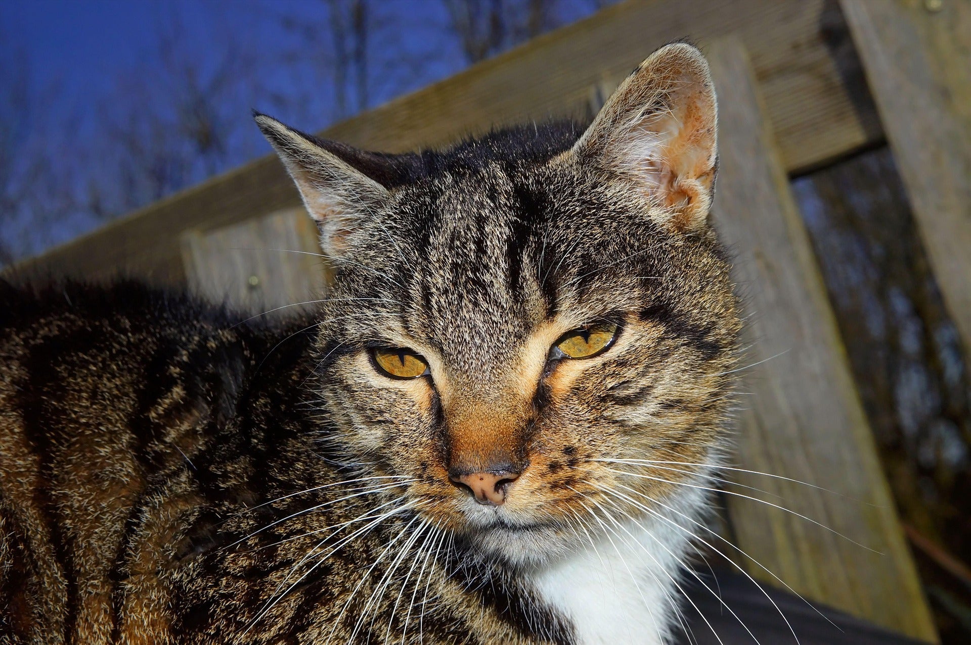 Arthrose bei Katzen erkennen und den Alltag erleichtern