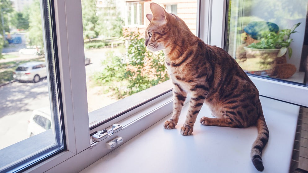 Gefahrenquelle Fenster – So schützen Sie Ihre Katze