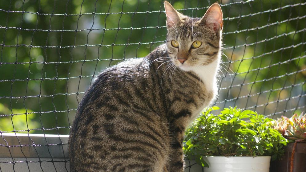 Eine Katze sitzt auf einem Balkon vor einem Katzenschutznetz.