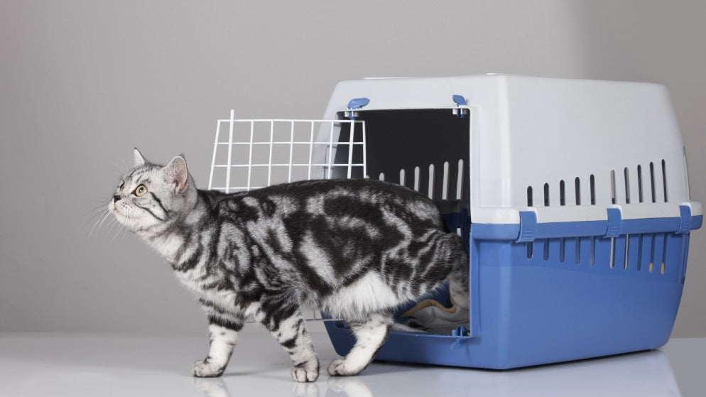Eine Katze geht aus einer Katzentransportbox raus.