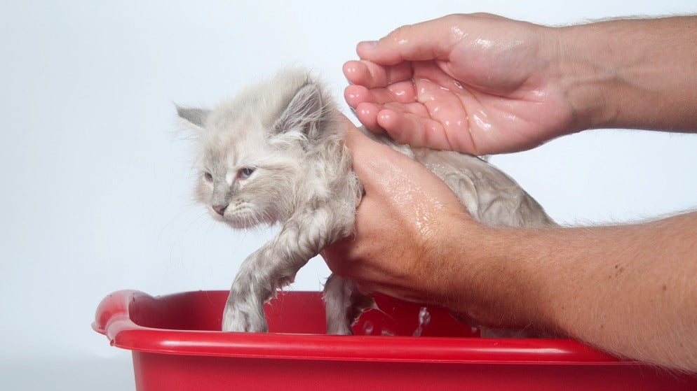 Eine Katze wird in einem roten Becken von ihrem Besitzer gebadet.