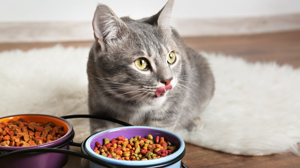Eine Katze steht vor zwei Fütternäpfen die prall gefüllt mit hochwertigem Katzenfutter sind.