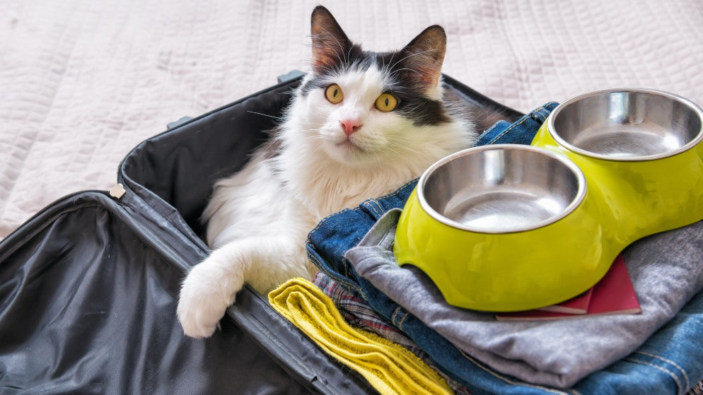 Eine Katze sitzt in einem Koffer neben einem Stapel Klamotten, damit sie mit in das Flugzeug genommen wird.