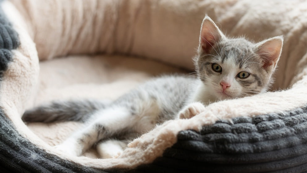 Katzenschlafplatz – Der Rückzugsort für Ihre Katze