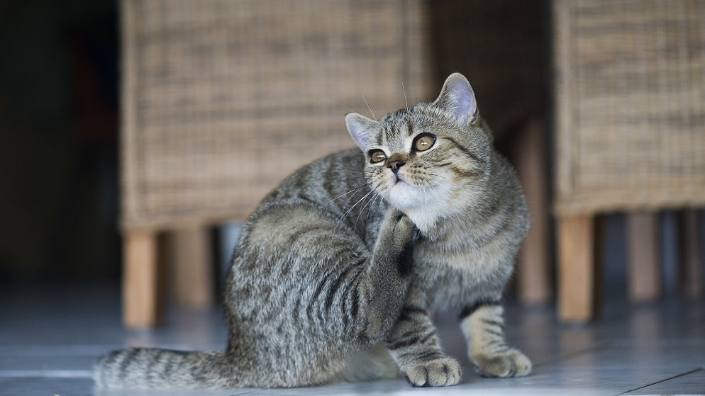 Wie Sie Ihre Katze vor Flöhen schützen können
