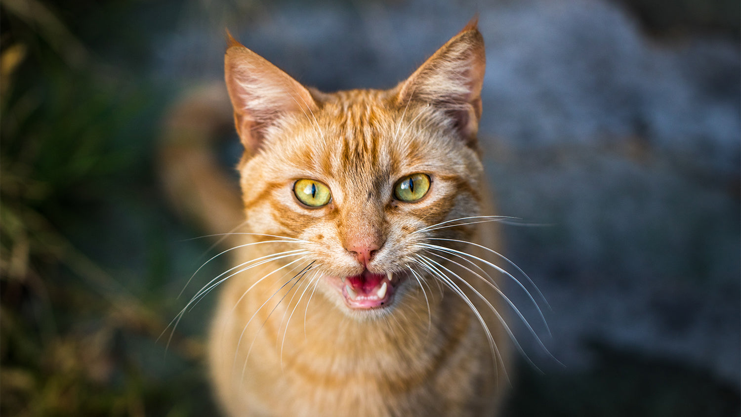 Eine Katze schaut einen direkt an und hat den Mund leicht geöffnet, sodass man die Zähne sieht.