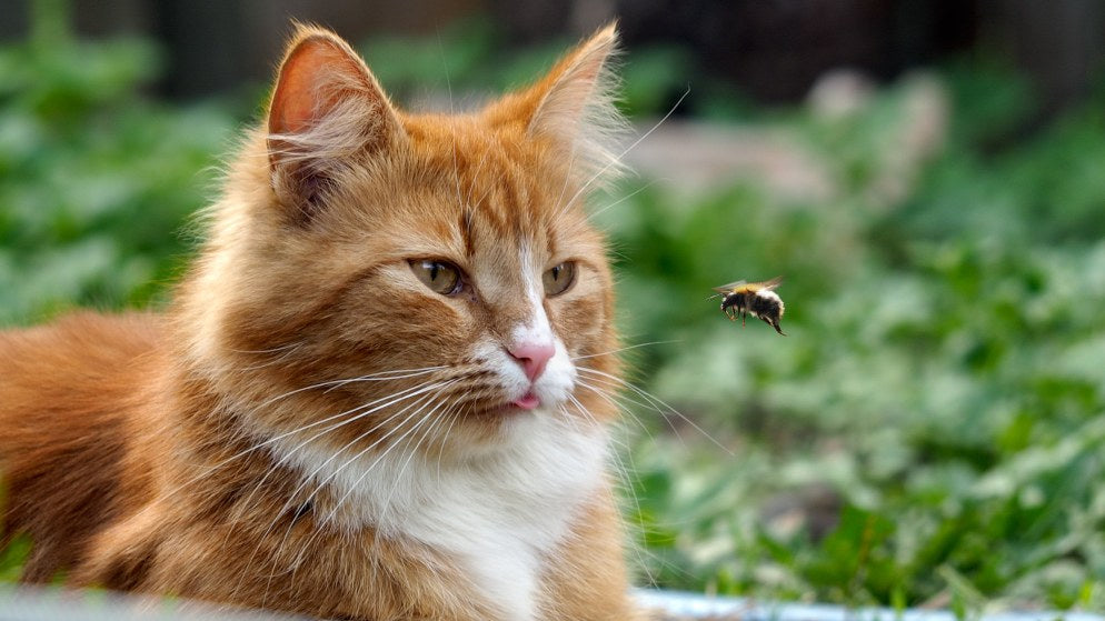 Eine Katze starrt eine Biene an.
