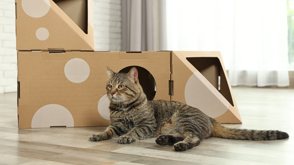 DIY Katzenspielzeug: Einfache & kreative Ideen mit Anleitung