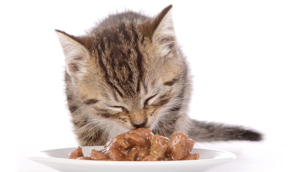 Eine Katze frisst einen Teller voller Nassfutter mit hohem Fleischanteil.