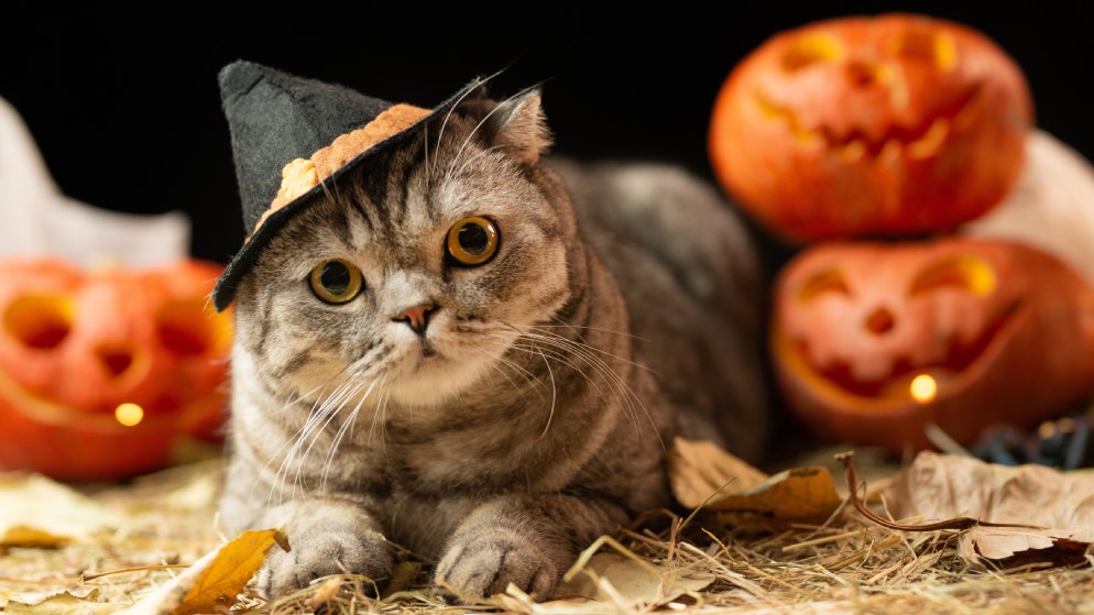 Eine Katze mit einem Hexenhut liegt umgeben von passend zu Halloween geschnitzten Kürbissen herum.