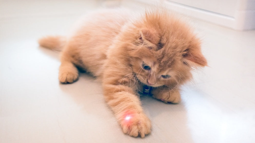 Eine Katze versucht das Licht eines Laserpointers zu fangen.