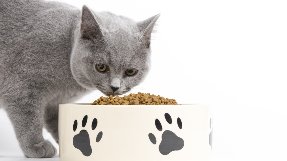 Eine Katze schaut das Futter in ihrem Katzennapf an.