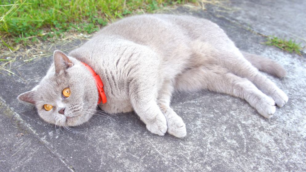 Eine Katze mit einem roten Zeckenhalsband liegt auf dem Boden.