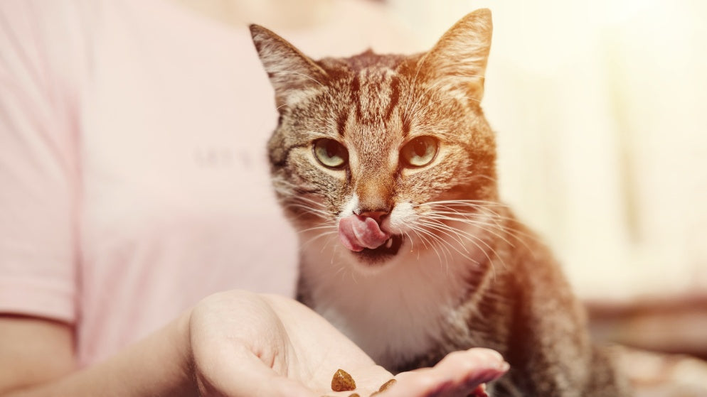 Einer Katze wird von ihrem Besitzer ein Snack mit Taurin hingehalten.