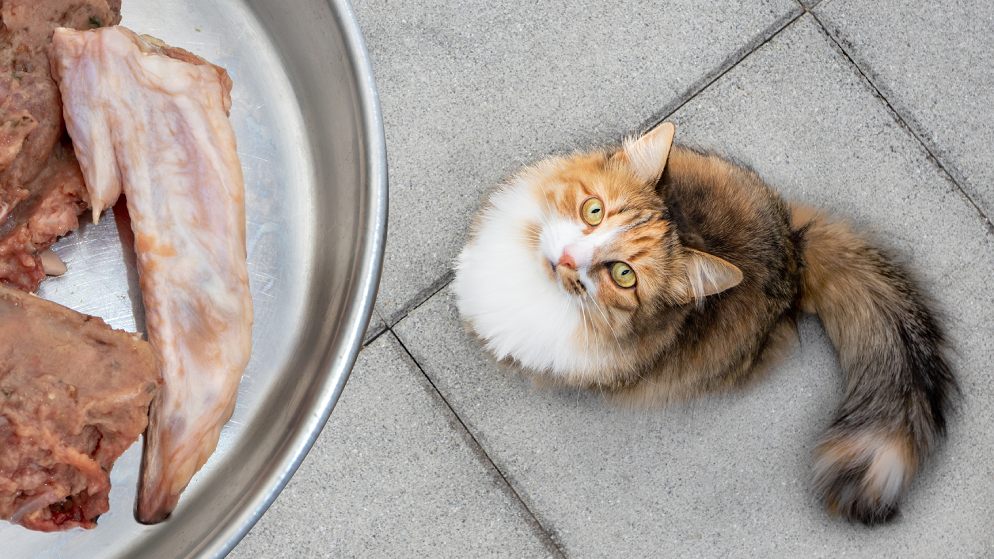 Eine Katze schaut nach oben Richtung des Tellers mit Rohfutter.