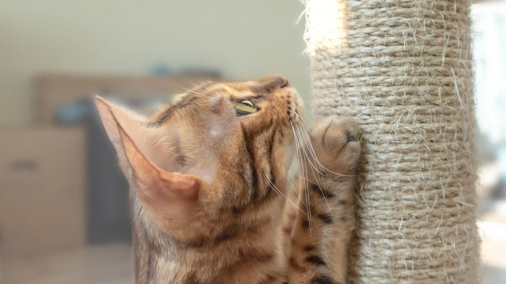 Warum eine Kratzsäule für Ihre Katze wichtig ist