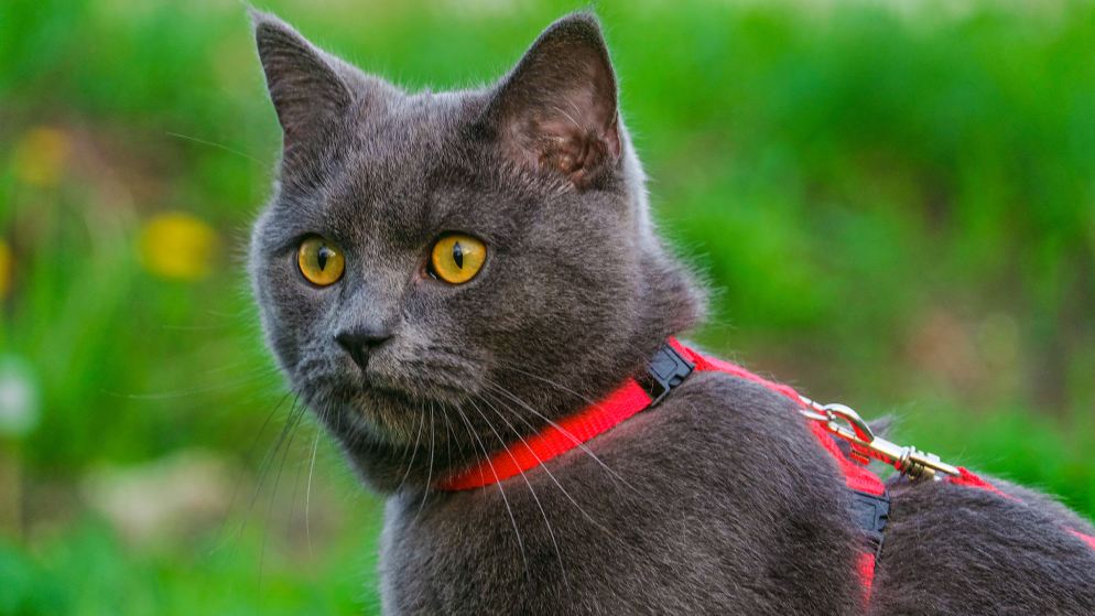 Eine Katze mit roten Katzengeschirr.