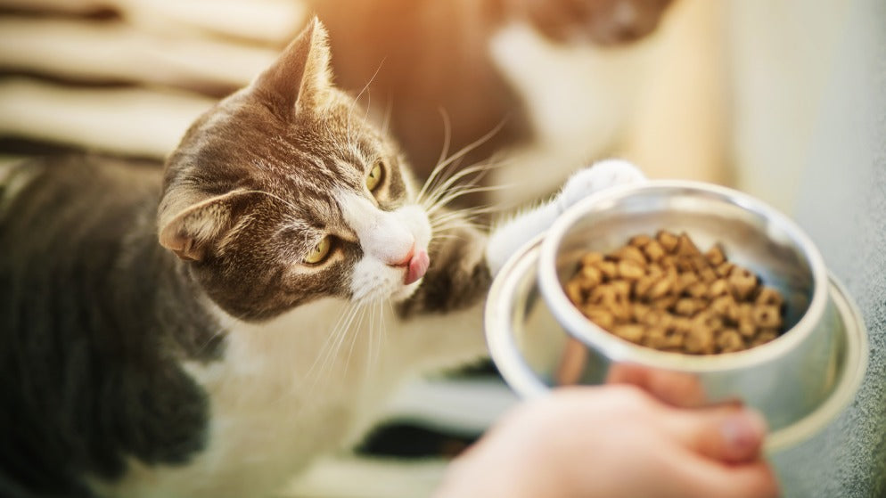 Eine Katze erhält gerade Nierenfutter in ihrem Futternapf.