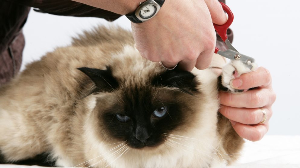 Vorsicht beim Katzenkrallen schneiden