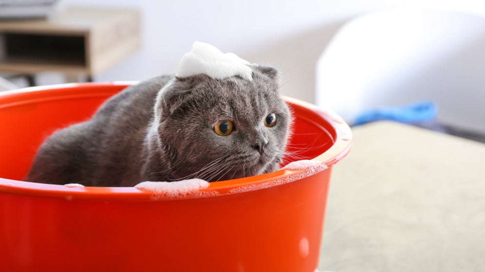 Eine Katze sitzt in einem Becken und wir dort mit Katzenshampoo gewaschen.