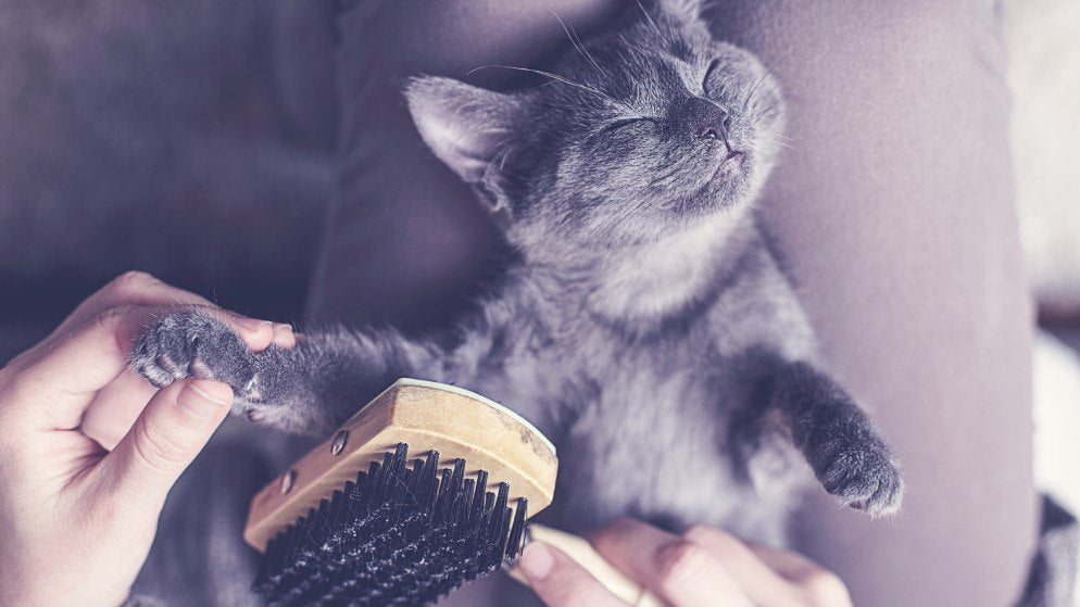 Katzenbürste - Fellpflege und Massage in einem