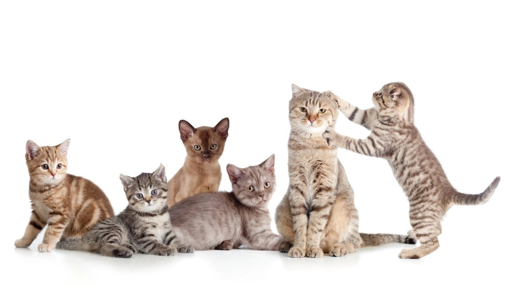 Katzenrassen von A-Z: Mit Bildern & nützlichen Infos