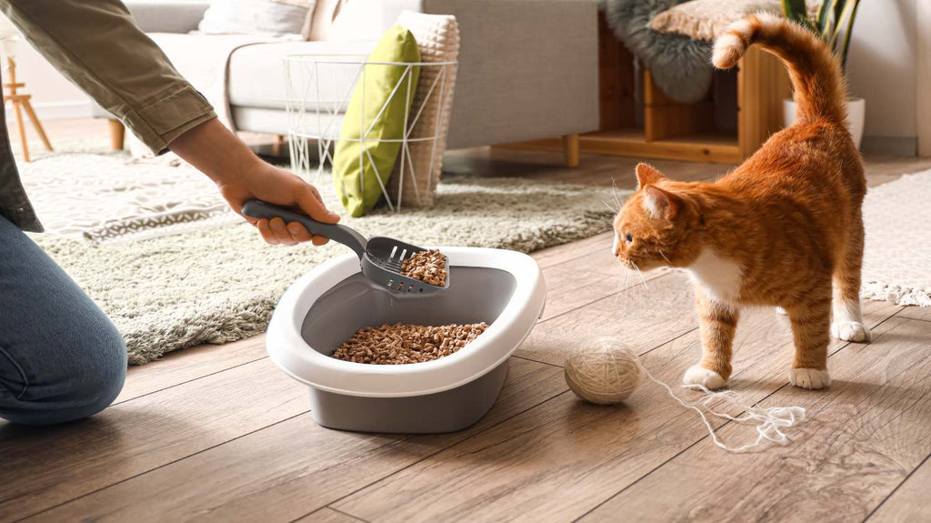 Verstopfung durch Katzenstreu vermeiden: Tipps & Tricks für saubere Rohre 2 katzenstreu entsorgen