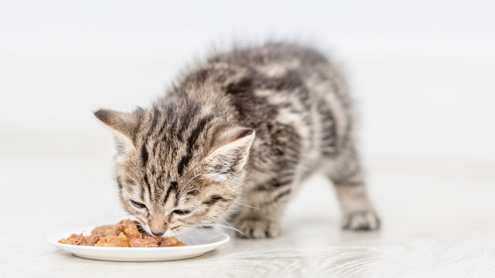 Ein Katzenbaby ist gerade dabei einen Teller voller Nassfutter zu essen.