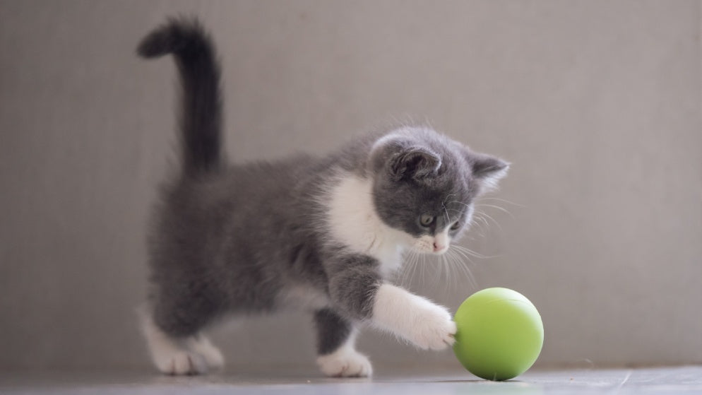 Eine kleine Katze spielt mit ihrem Katzenspielzeug, nämlich einem Ball.