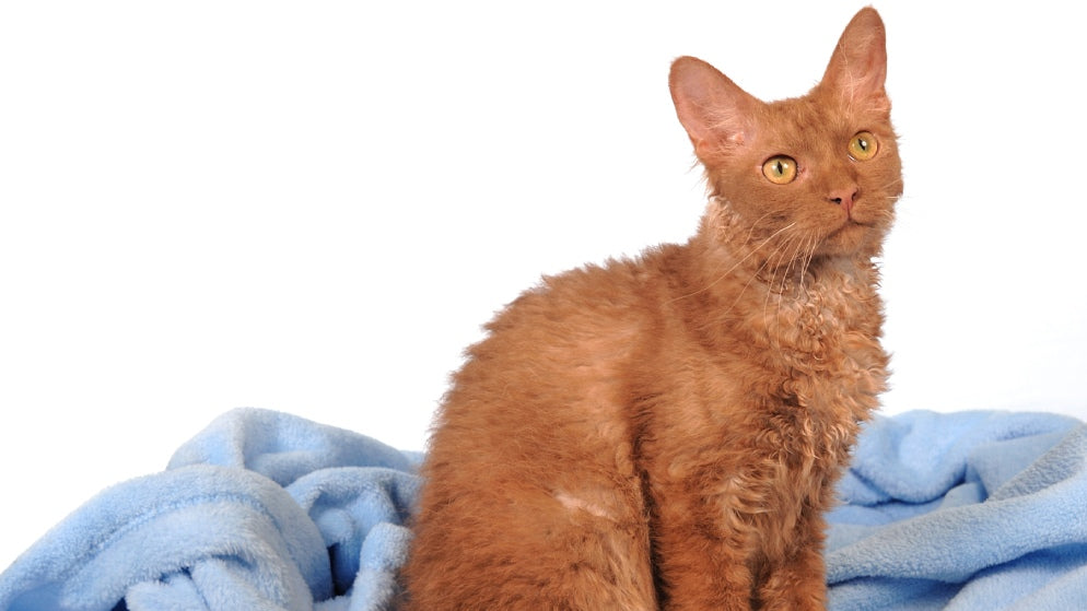 Eine Katze der Rasse LaPerm sitzt auf einer Decke.