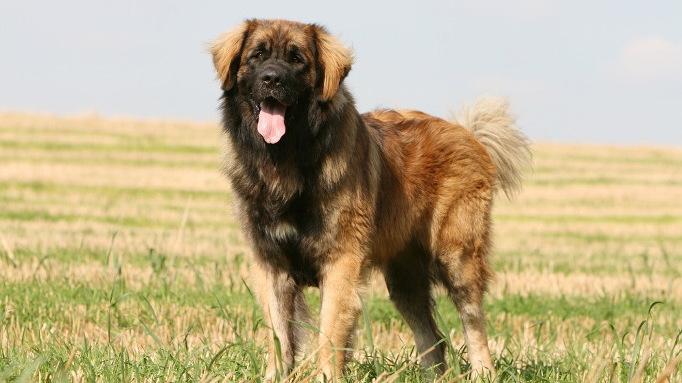 Ein Hund der Rasse Leonberger in der Natur.