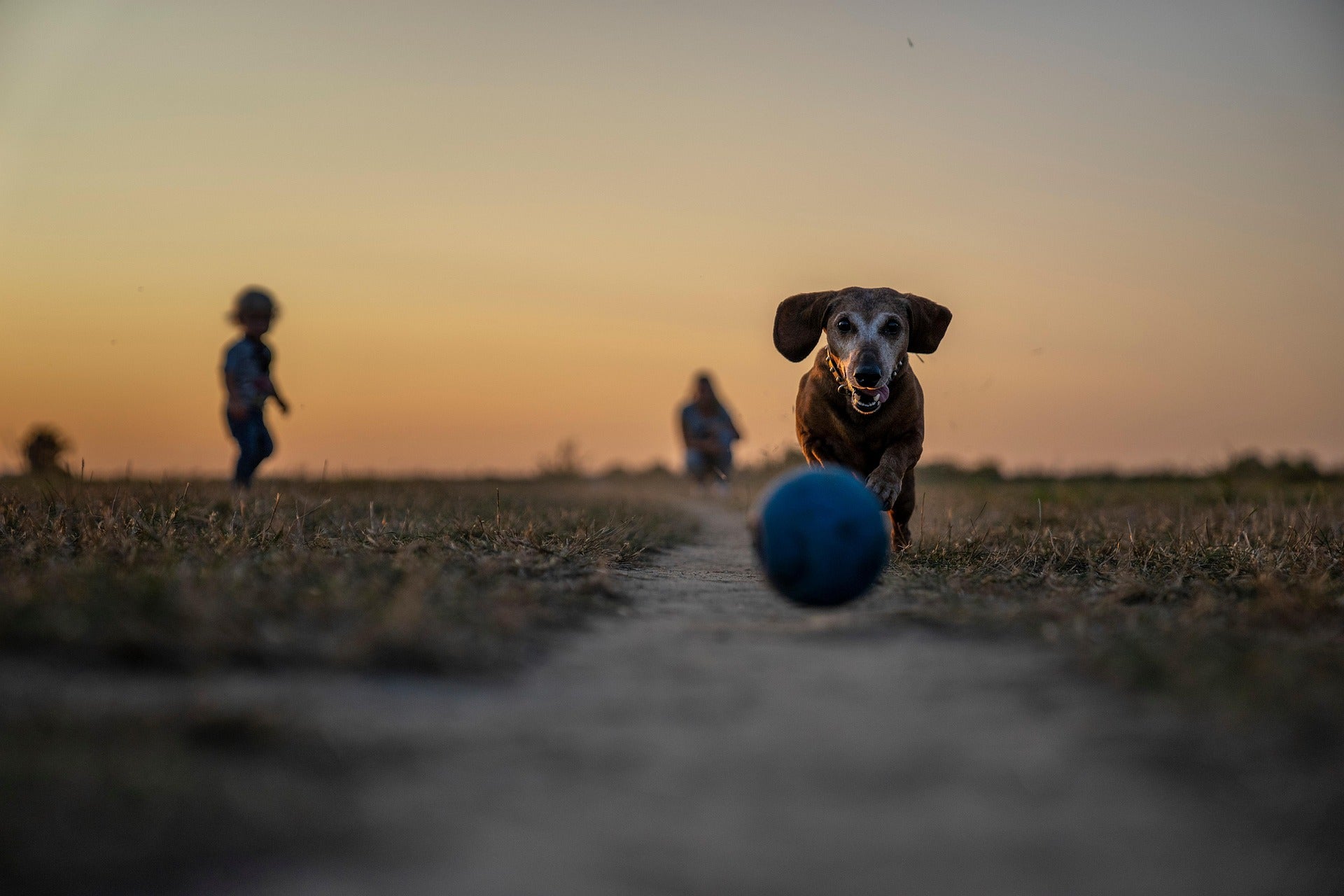 Herzklappenerkrankung – was bedeutet das für meinen Hund?