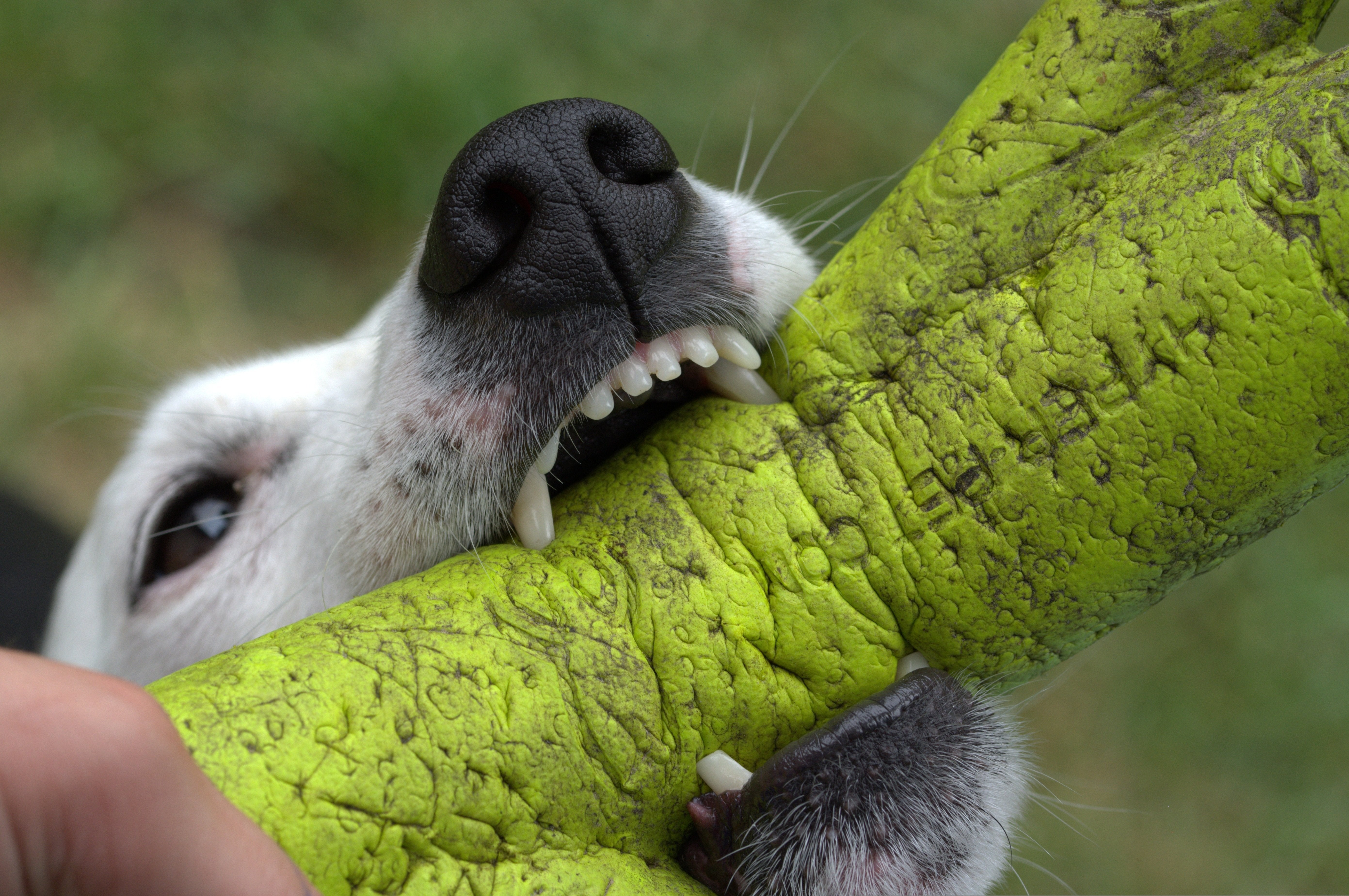 Reizüberflutung – warum dein Hund nicht „überdreht“ ist