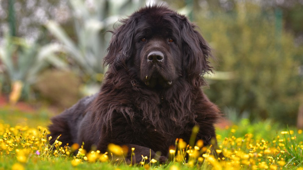 Ein Hund der Rasse Neupfundländer liegt auf einer Wiese.