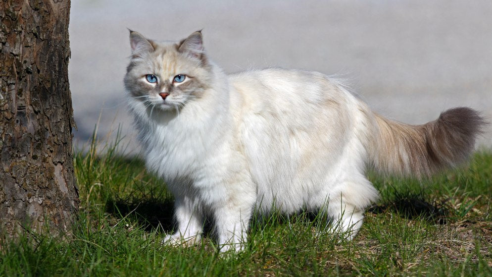 Eine Katze der Rasse Neva Masquarade in der Natur.