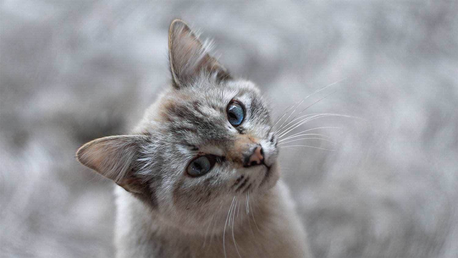 Eine Katze der Rasse Ojos Azules.