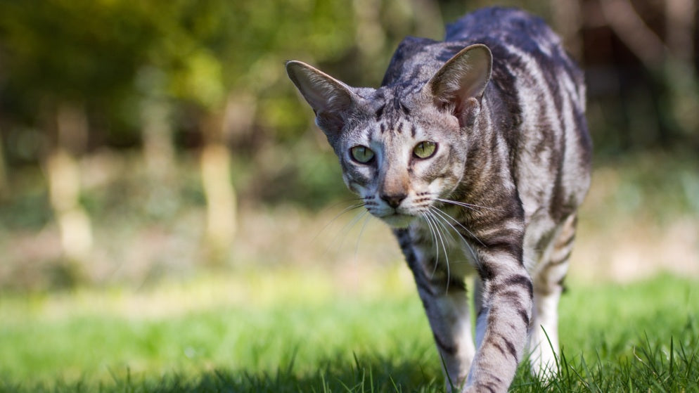 Eine Katze der Rasse Orientalisch Kurzhaar in der Natur.